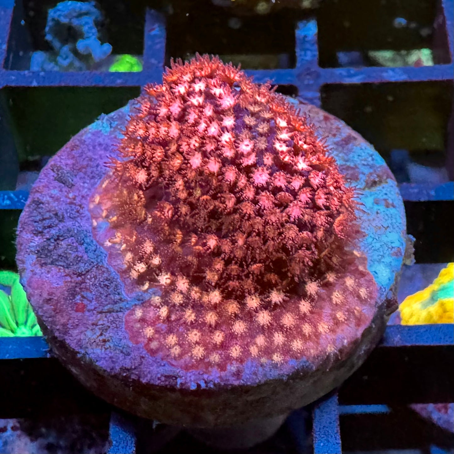 Jose Casas Stylocoienella (First Frag)