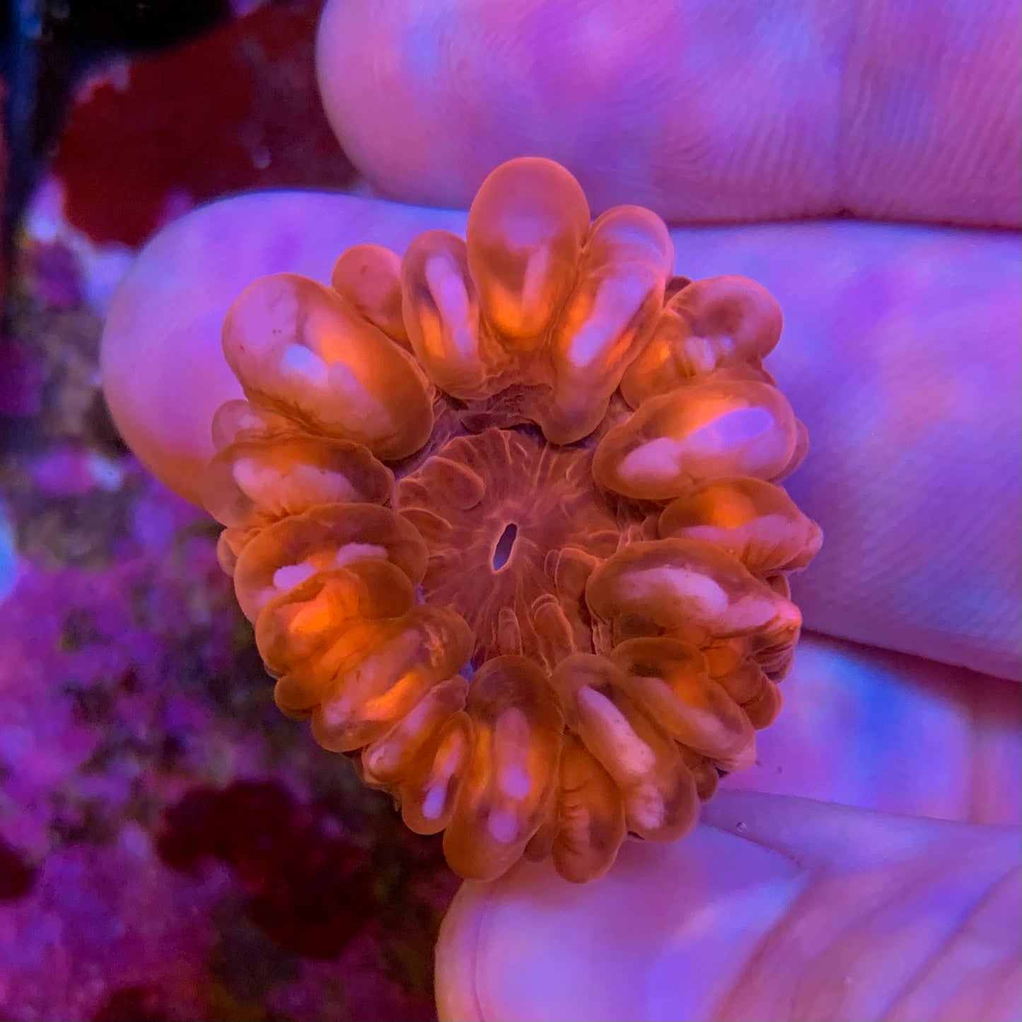 Orange Cynarina (Selten)