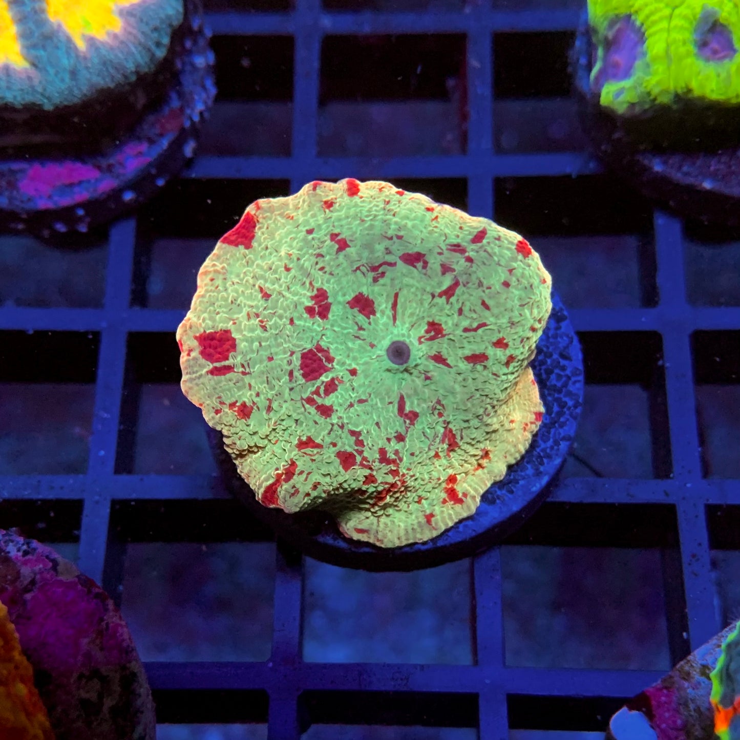 Jawbreaker Discosoma