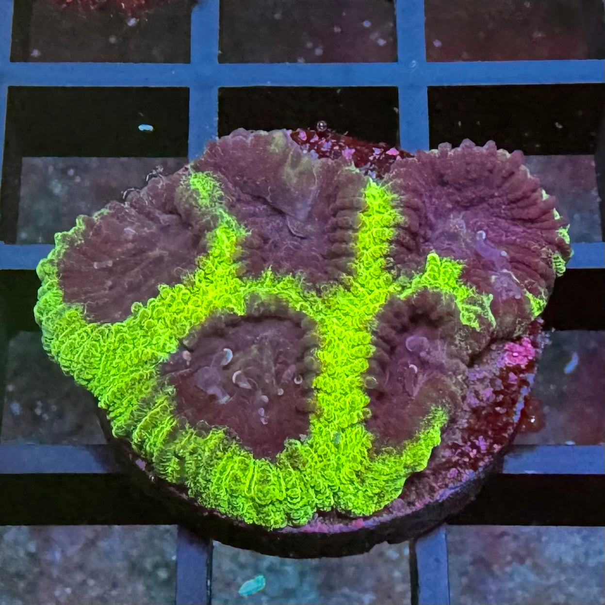 JF Glowstick