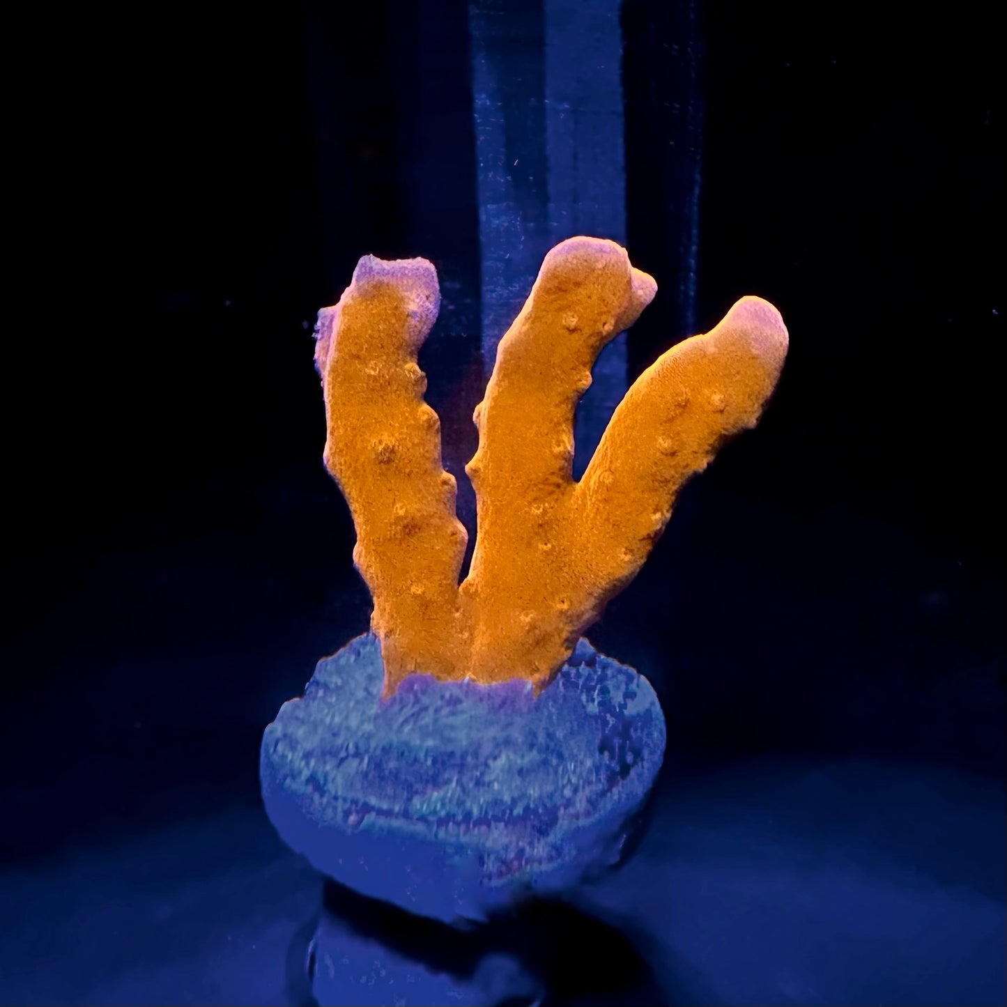 Setosa Montipora