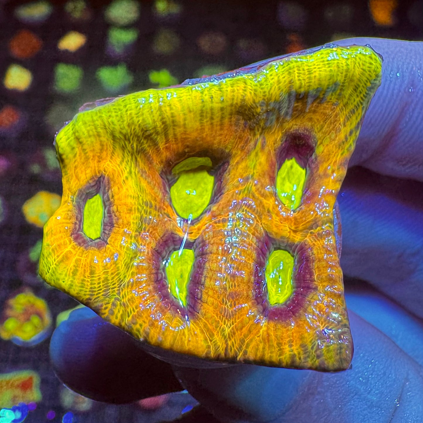 Yellow Dragon Favia