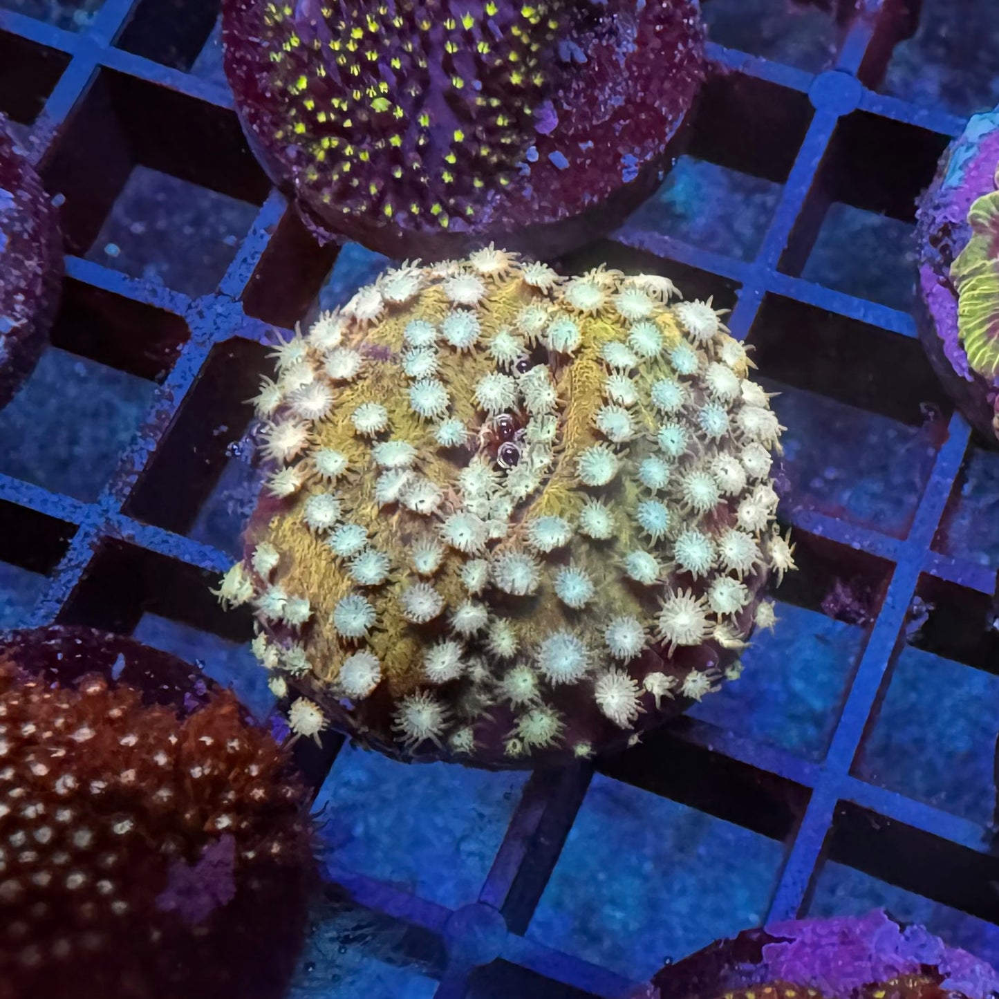 Caramel Cyphastrea