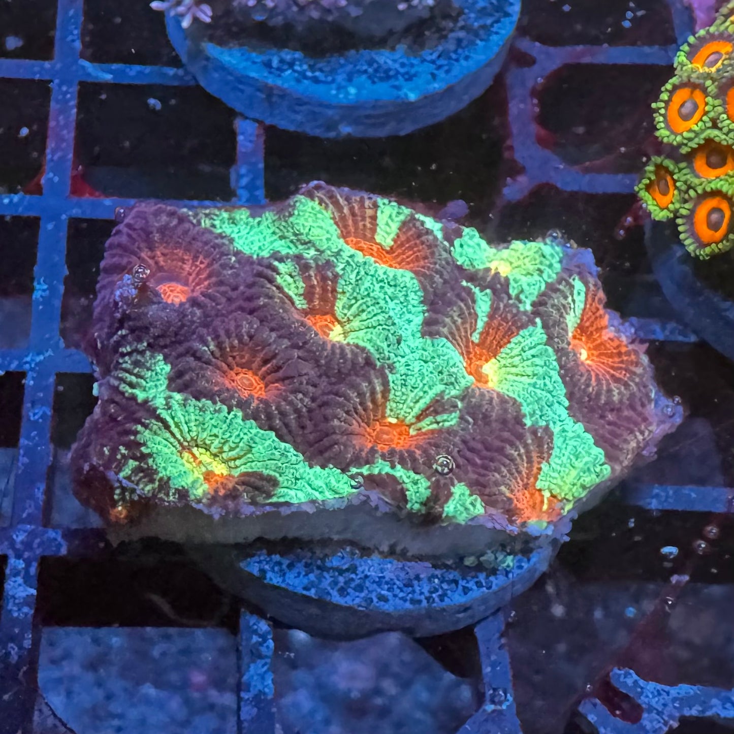 Splatter Grafted Favia