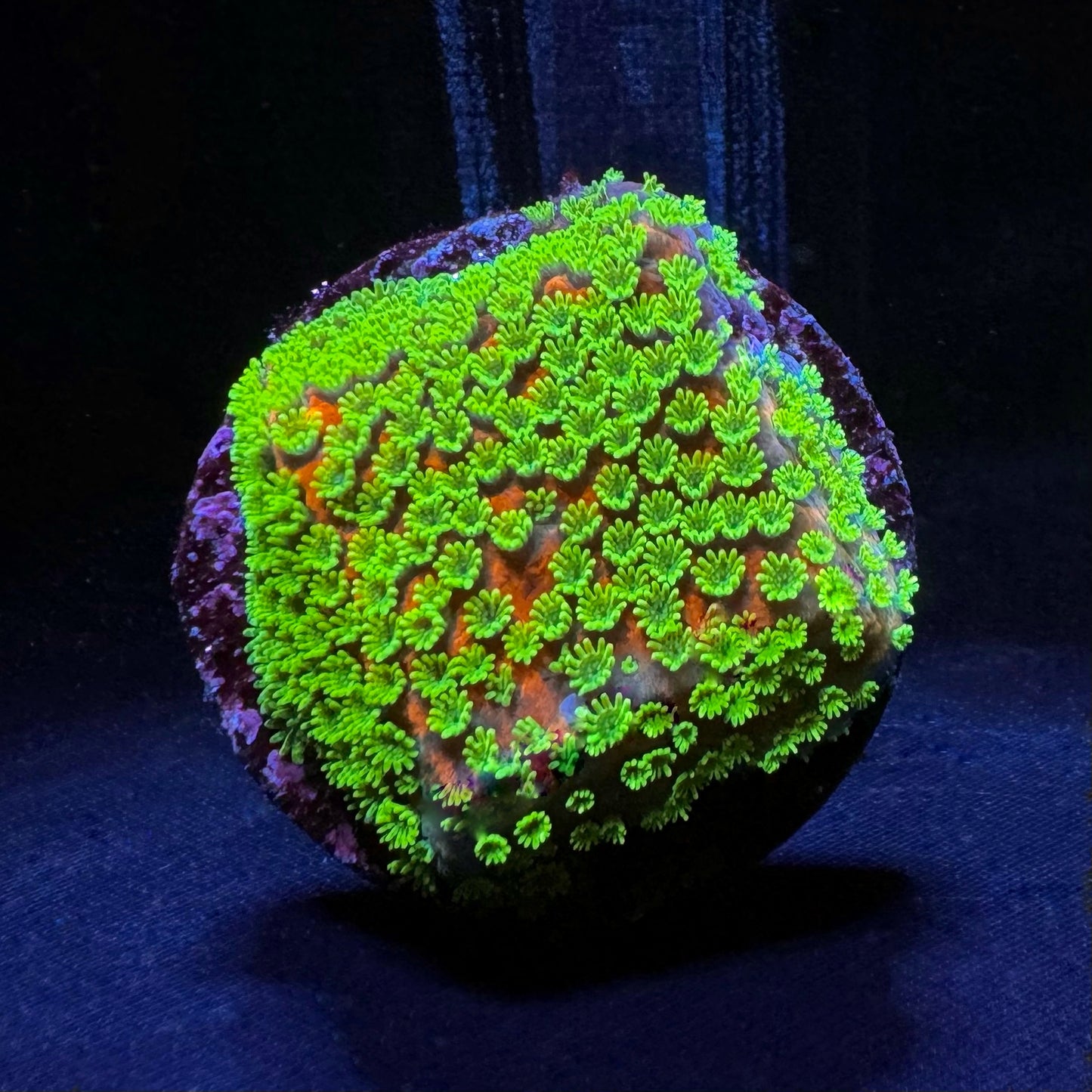 Sunset Montipora