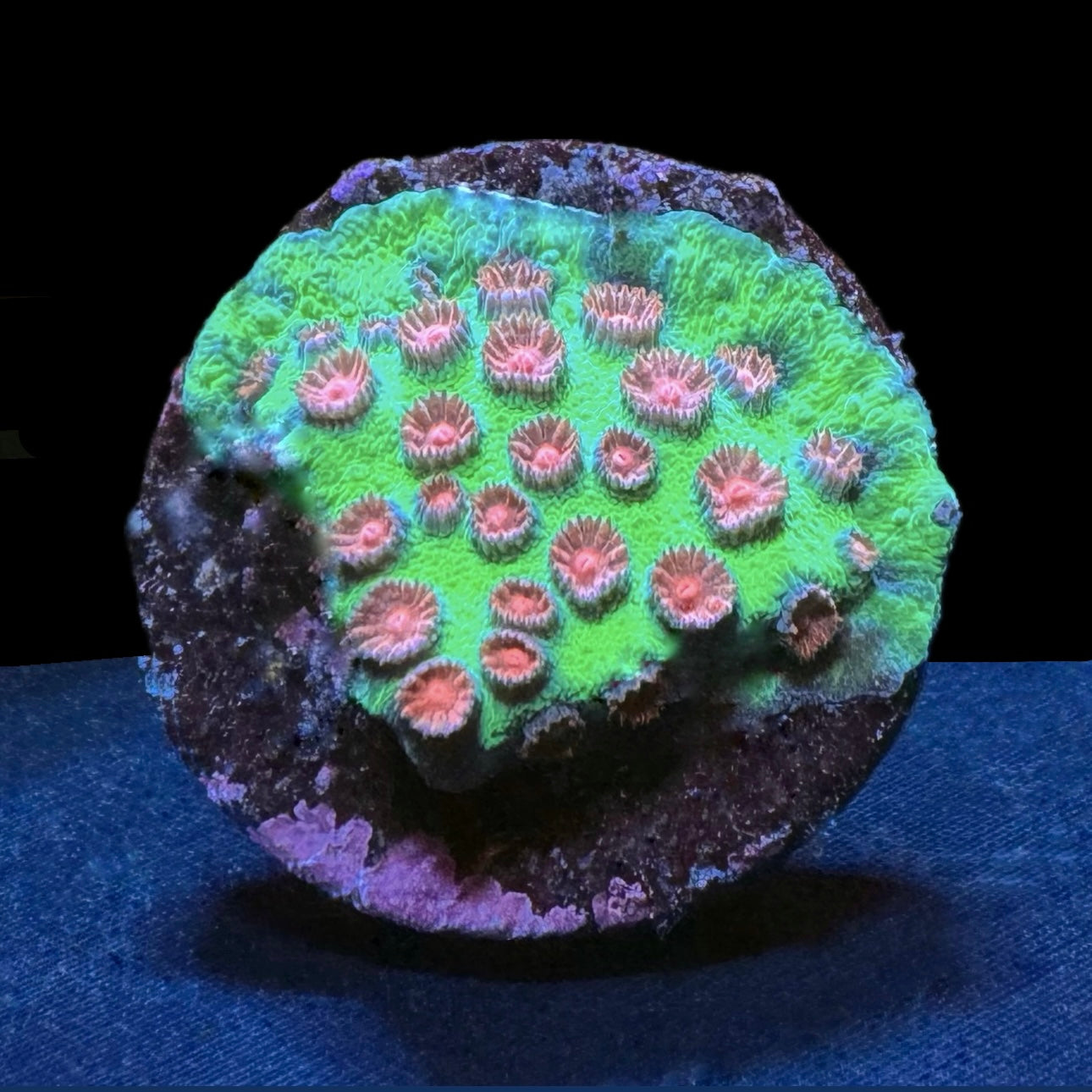 Alien Pox Cyphastrea