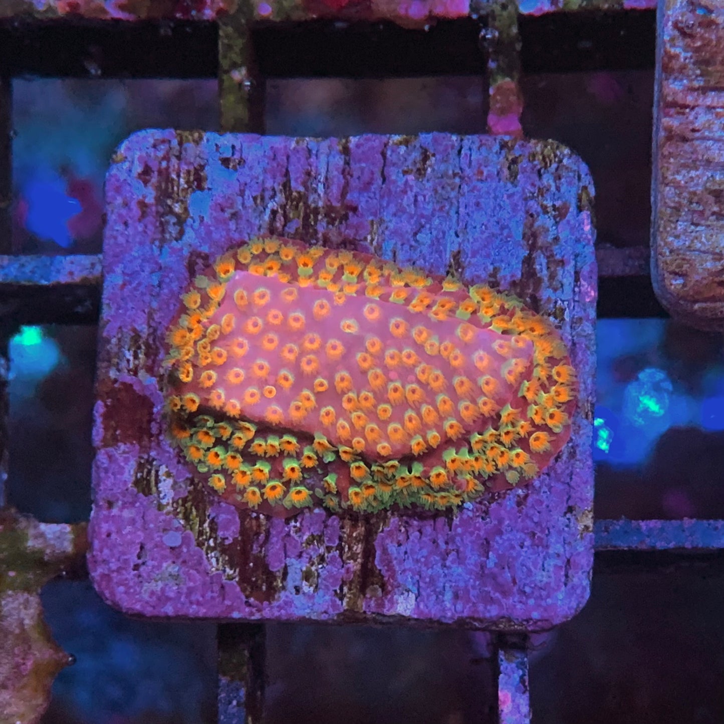 Looney Tunes Stylocoeniella