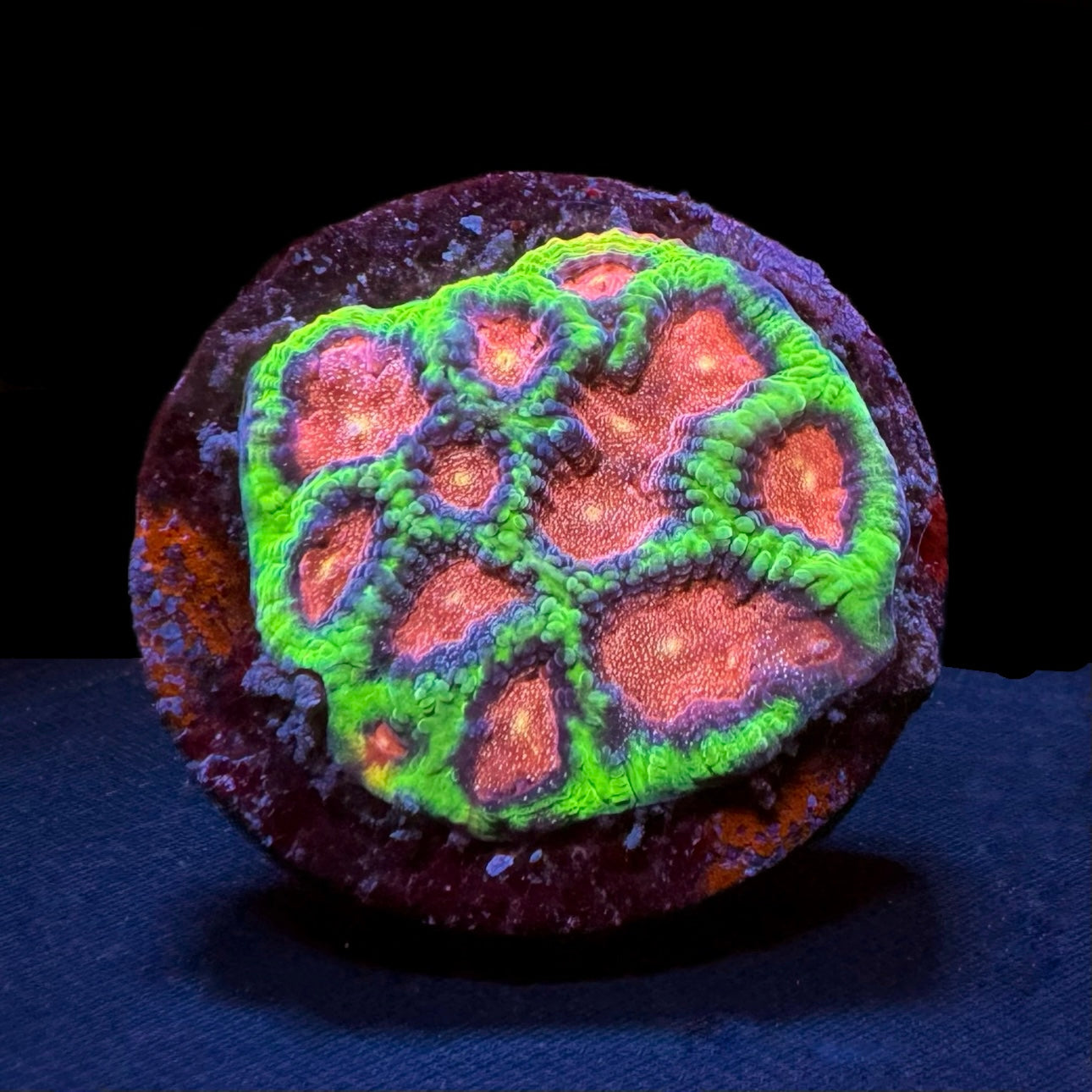 DR Melting Watermelon Favia