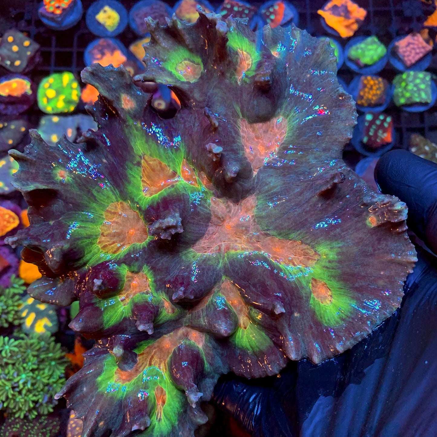Rainbow Pectinia