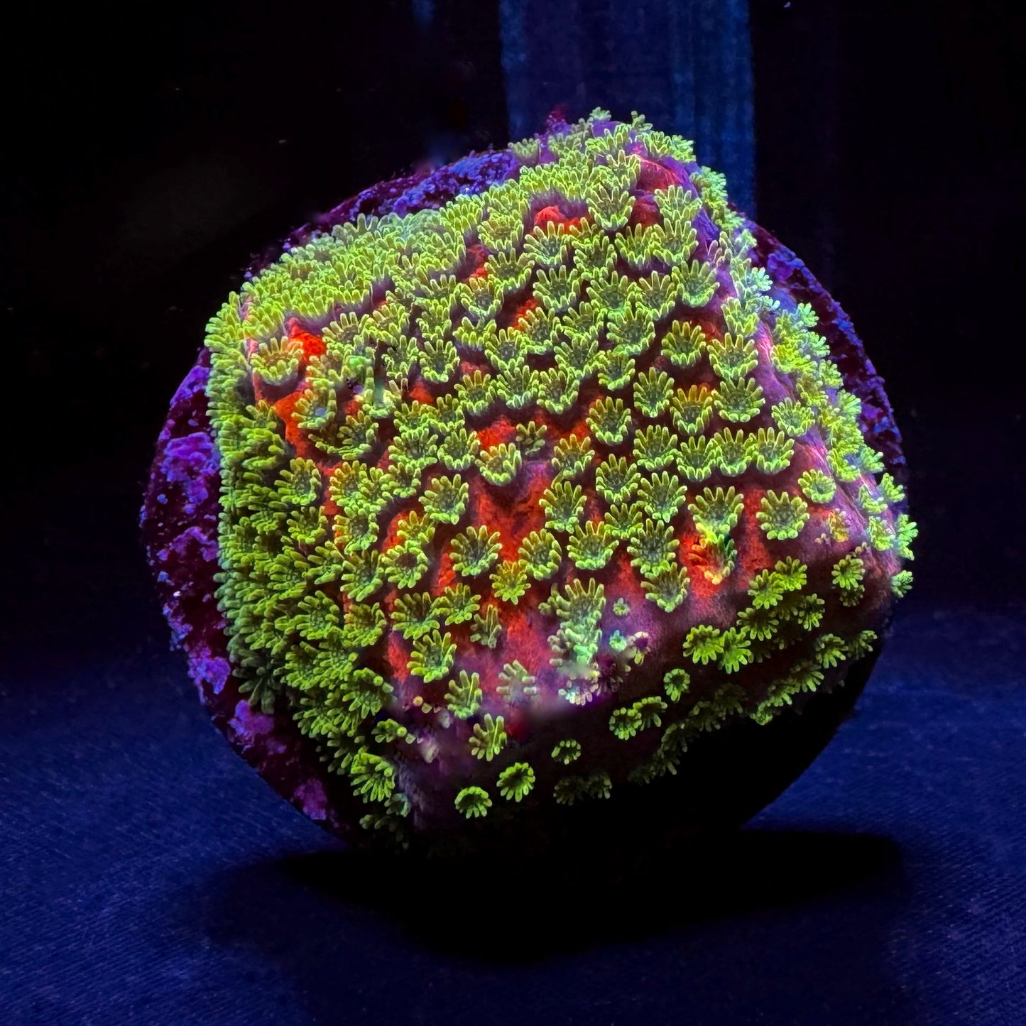 Sunset Montipora