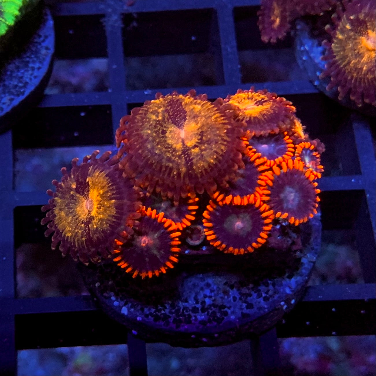 Firecracker Zoanthus