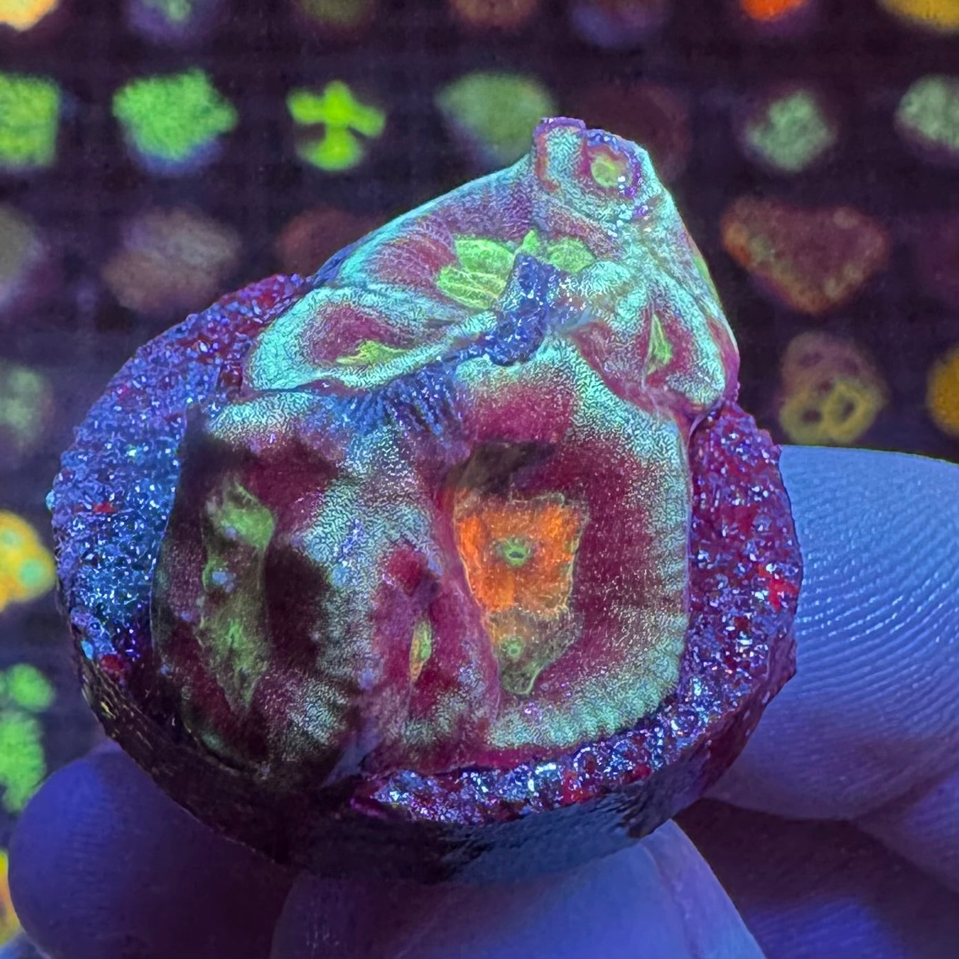 DRC Platy Cake Platygira