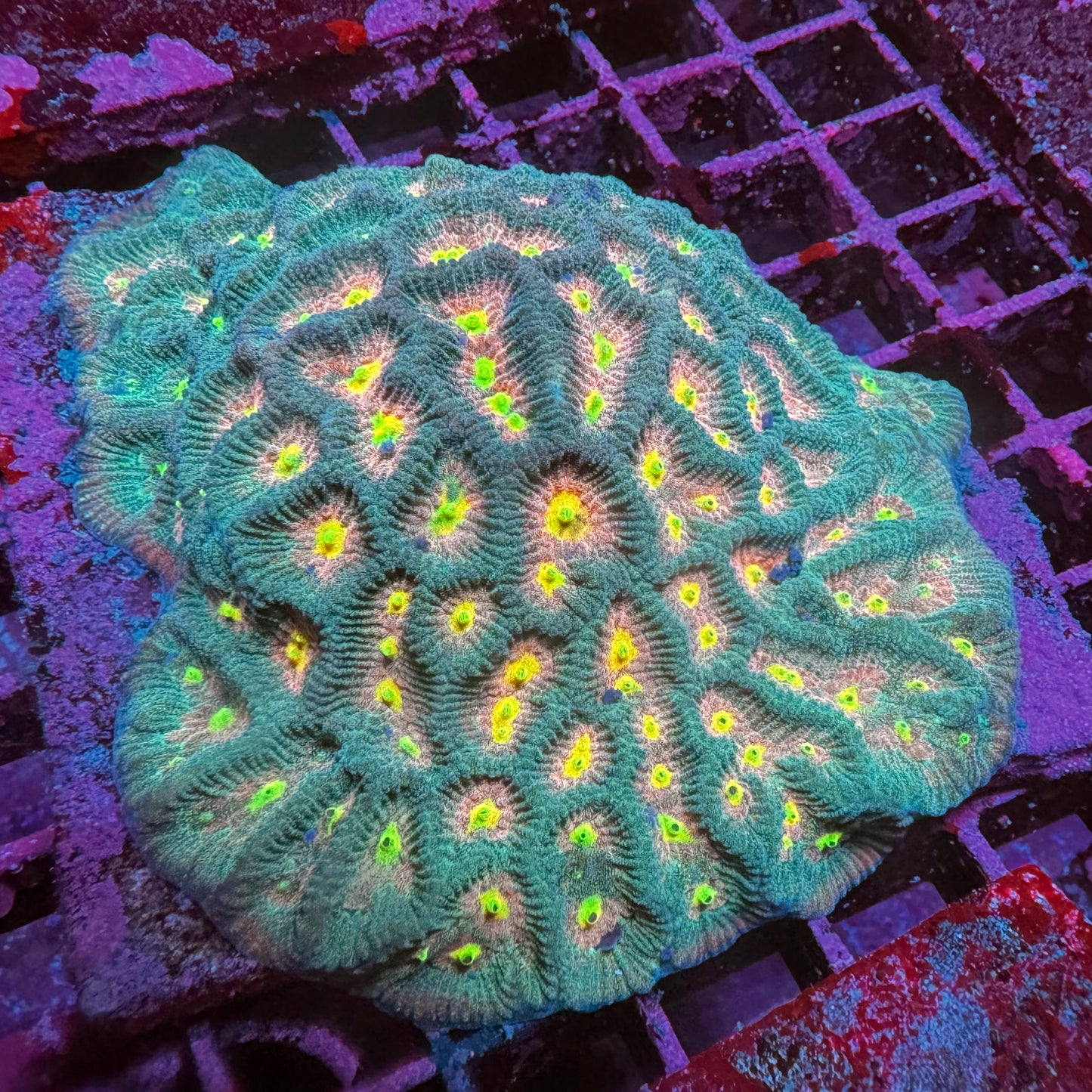 Rainbow Eyes Platygira