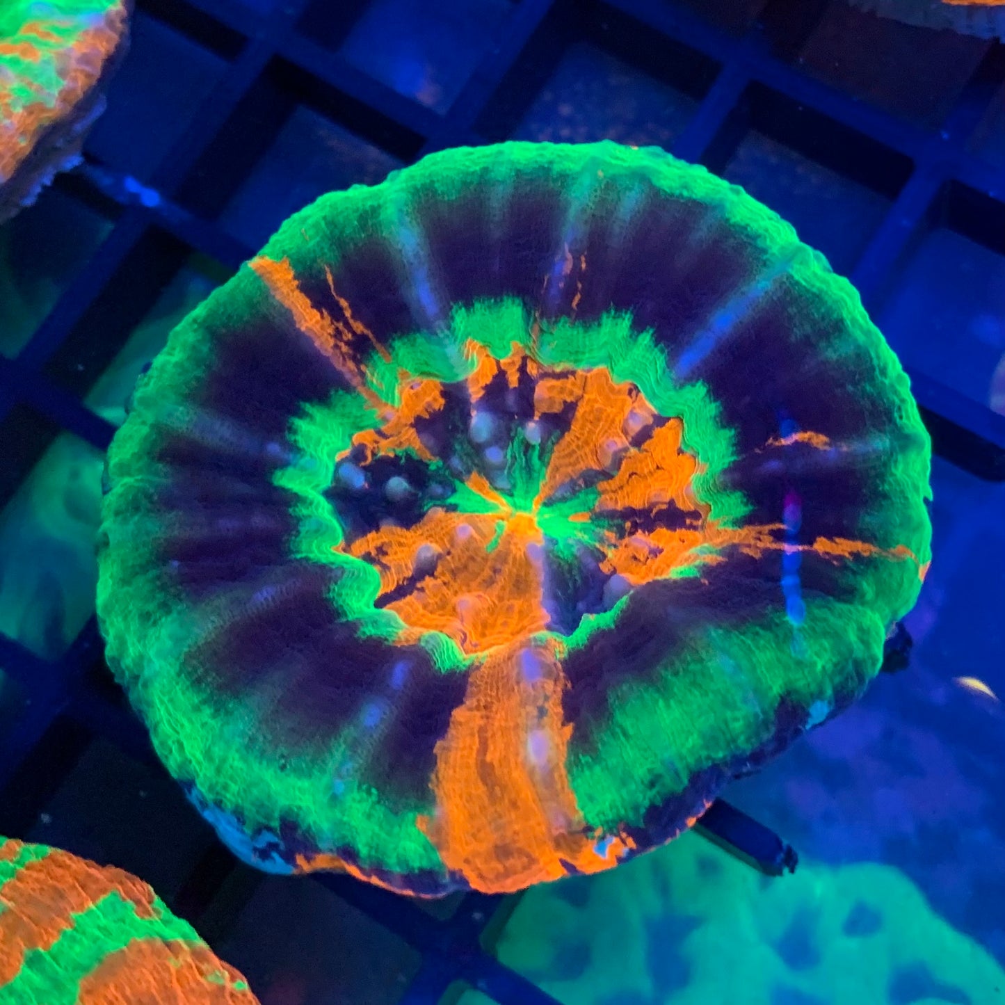 Ultra Rare Master Scolymia
