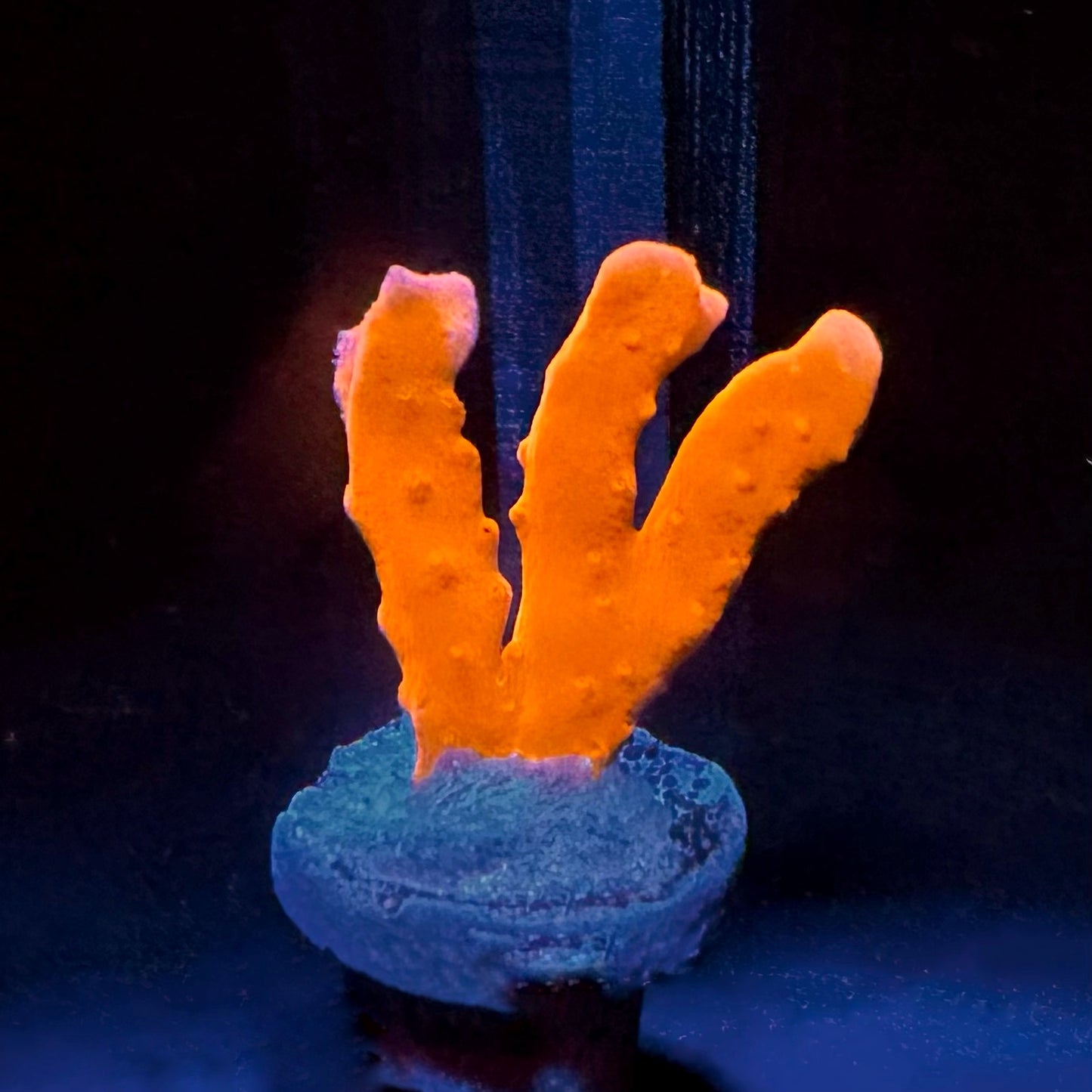 Setosa Montipora