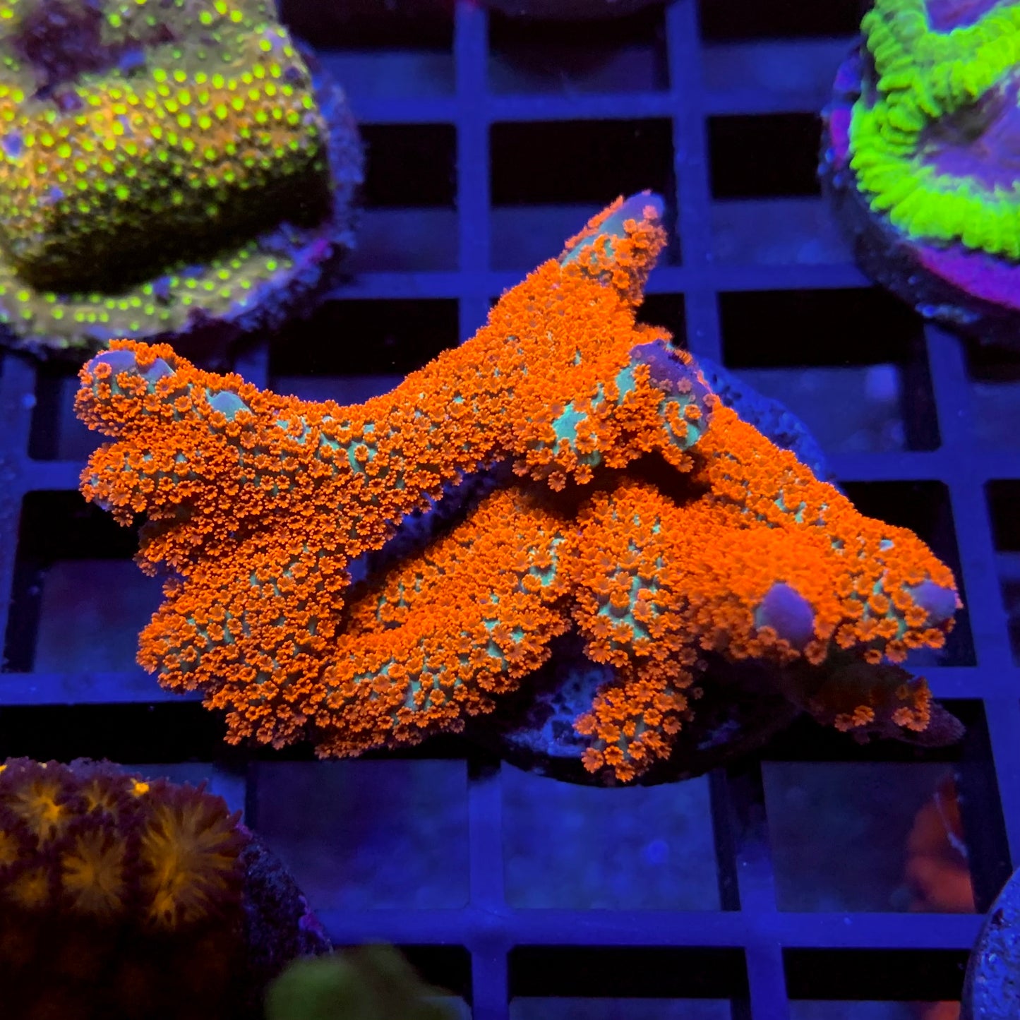 Forrest Fire Montipora