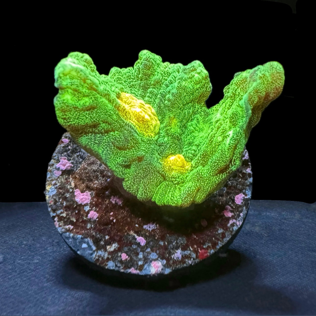 Space Invaders Pectinia