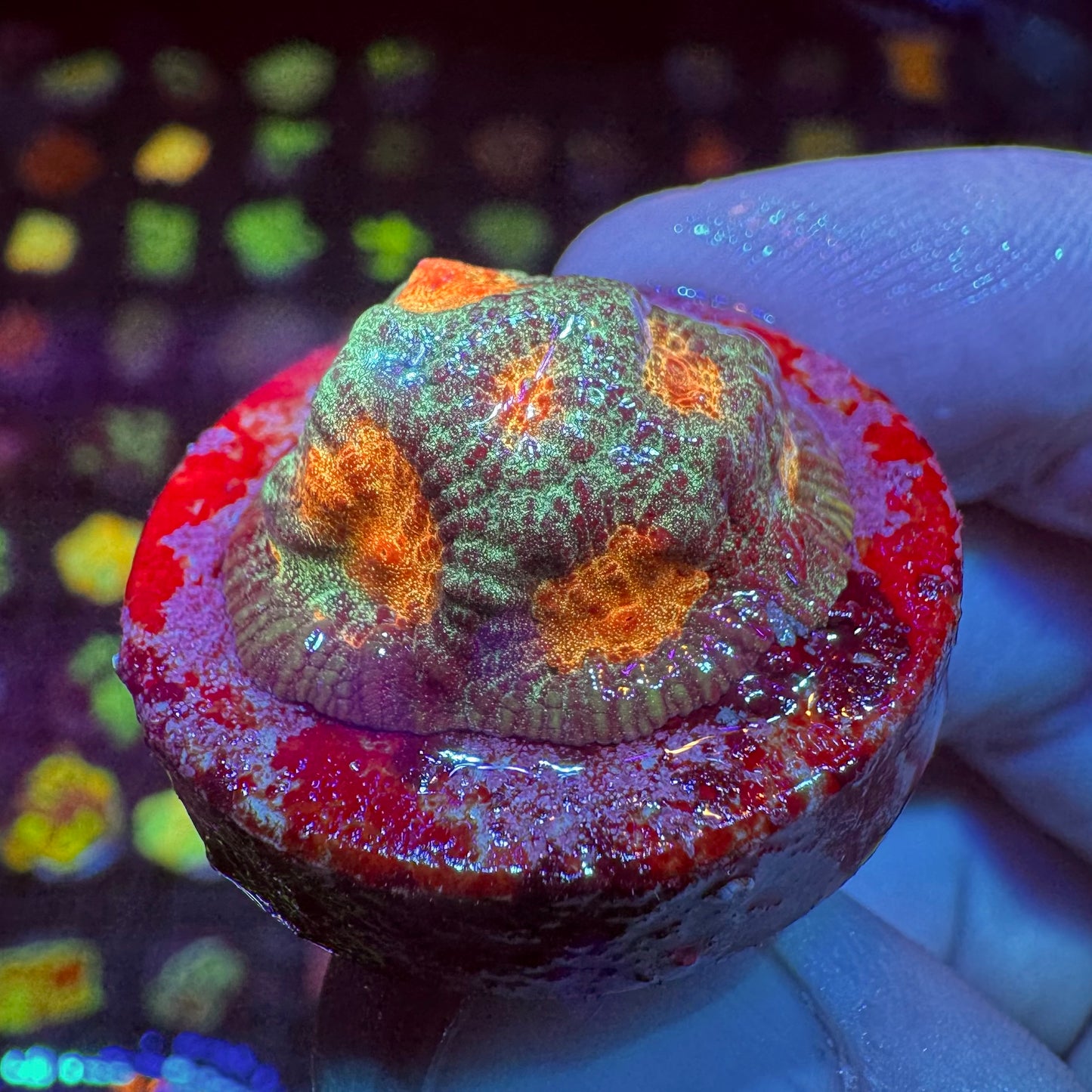CC Space Cakes Favia