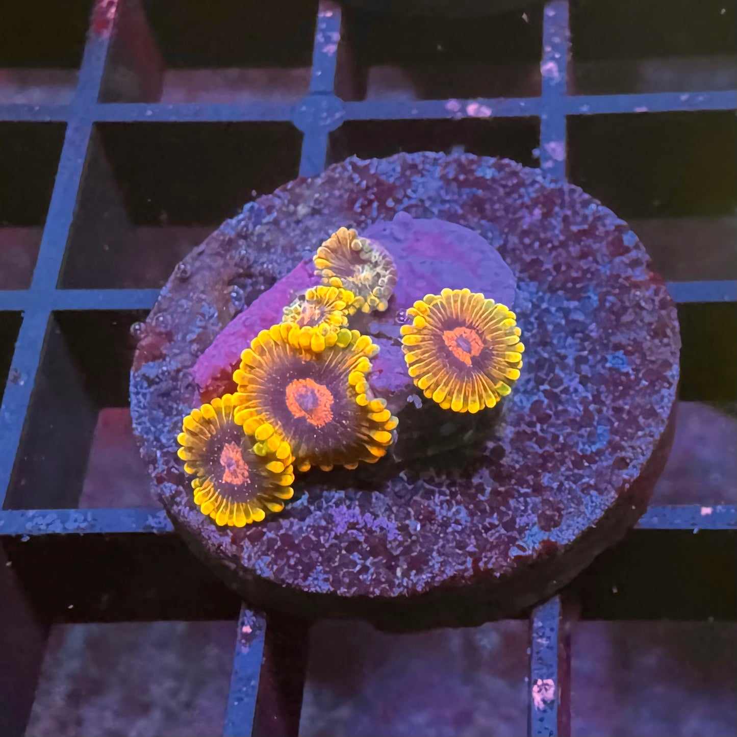 Mind Trick Zoa