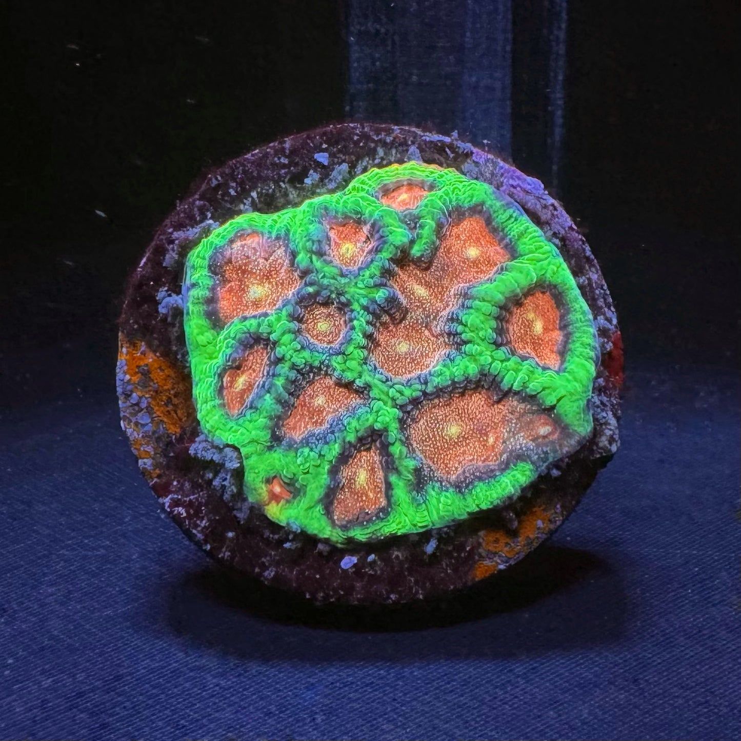 DR Melting Watermelon Favia
