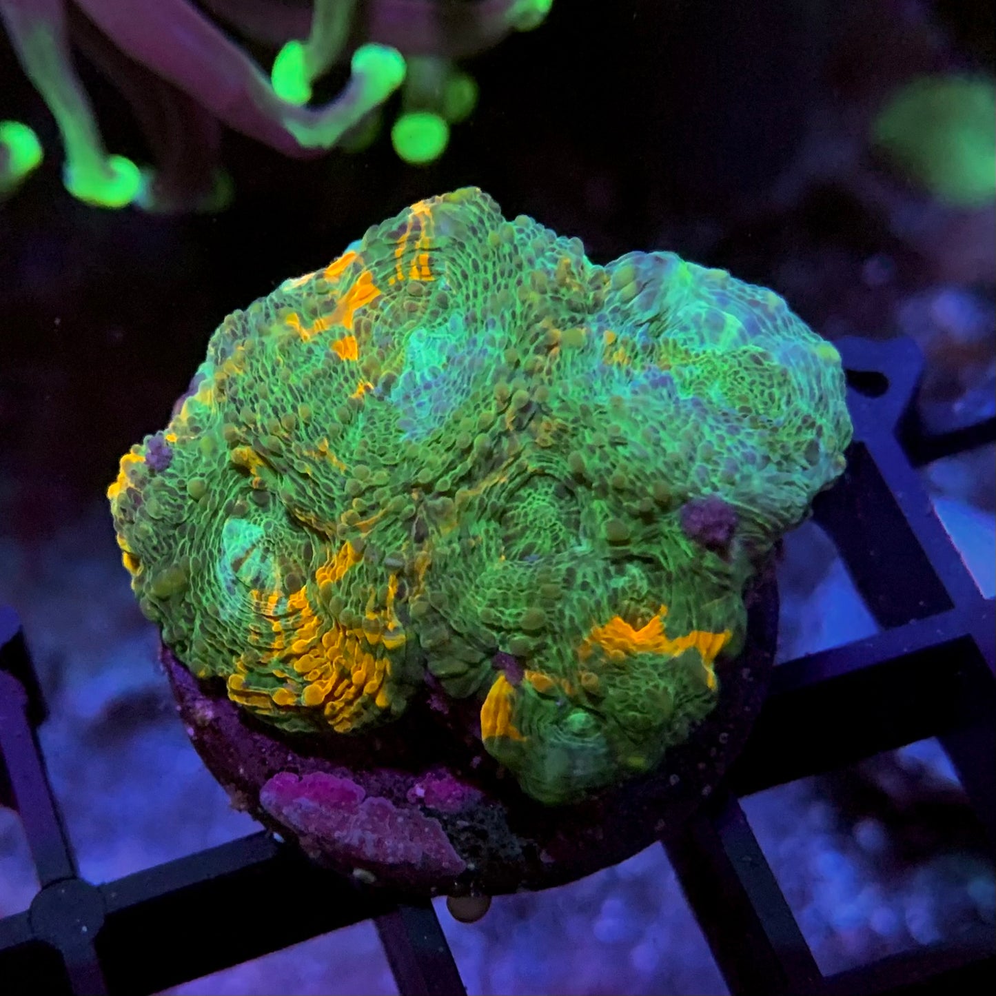 Green Orange Enchinata