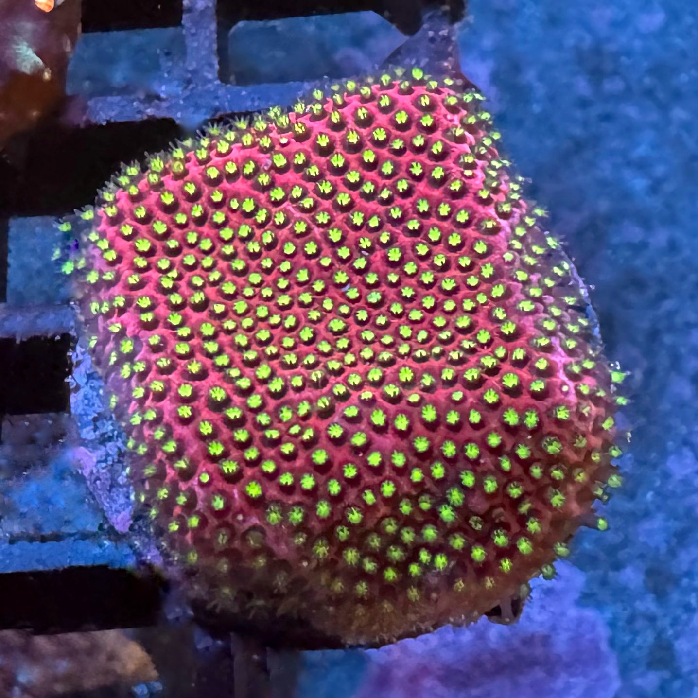 WWC Electric Daisy Stylocoienella