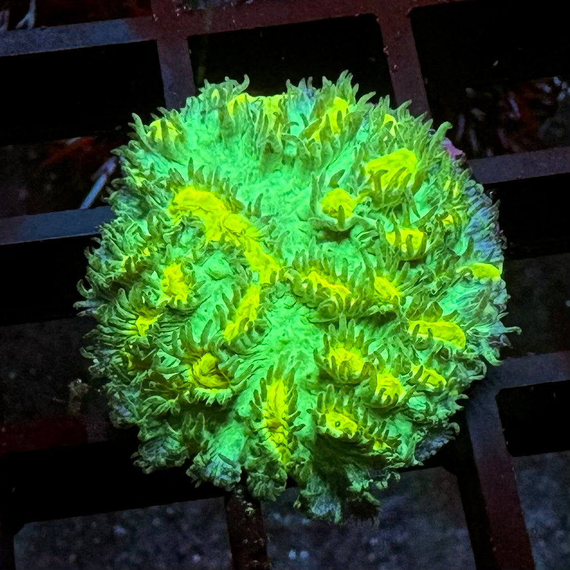 JF Lime light Hydnophora