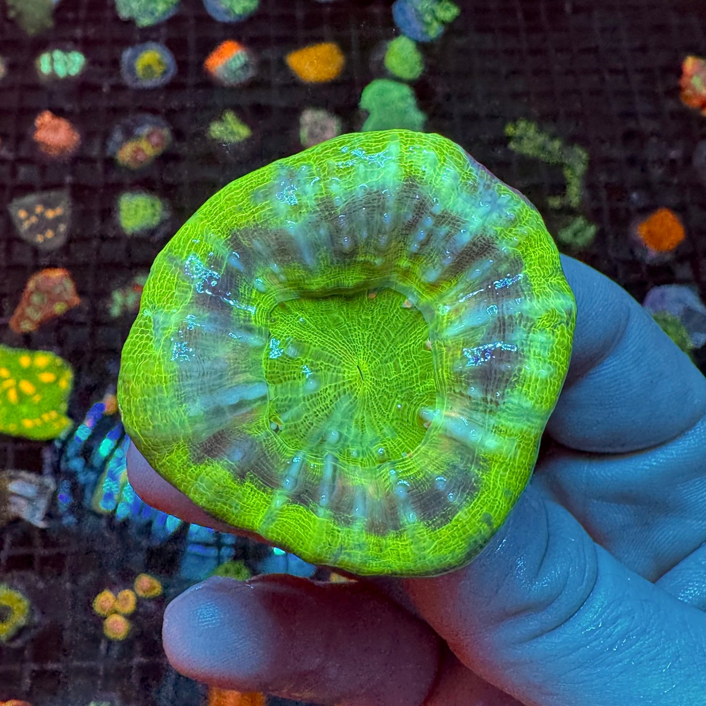 UFO Scolymia