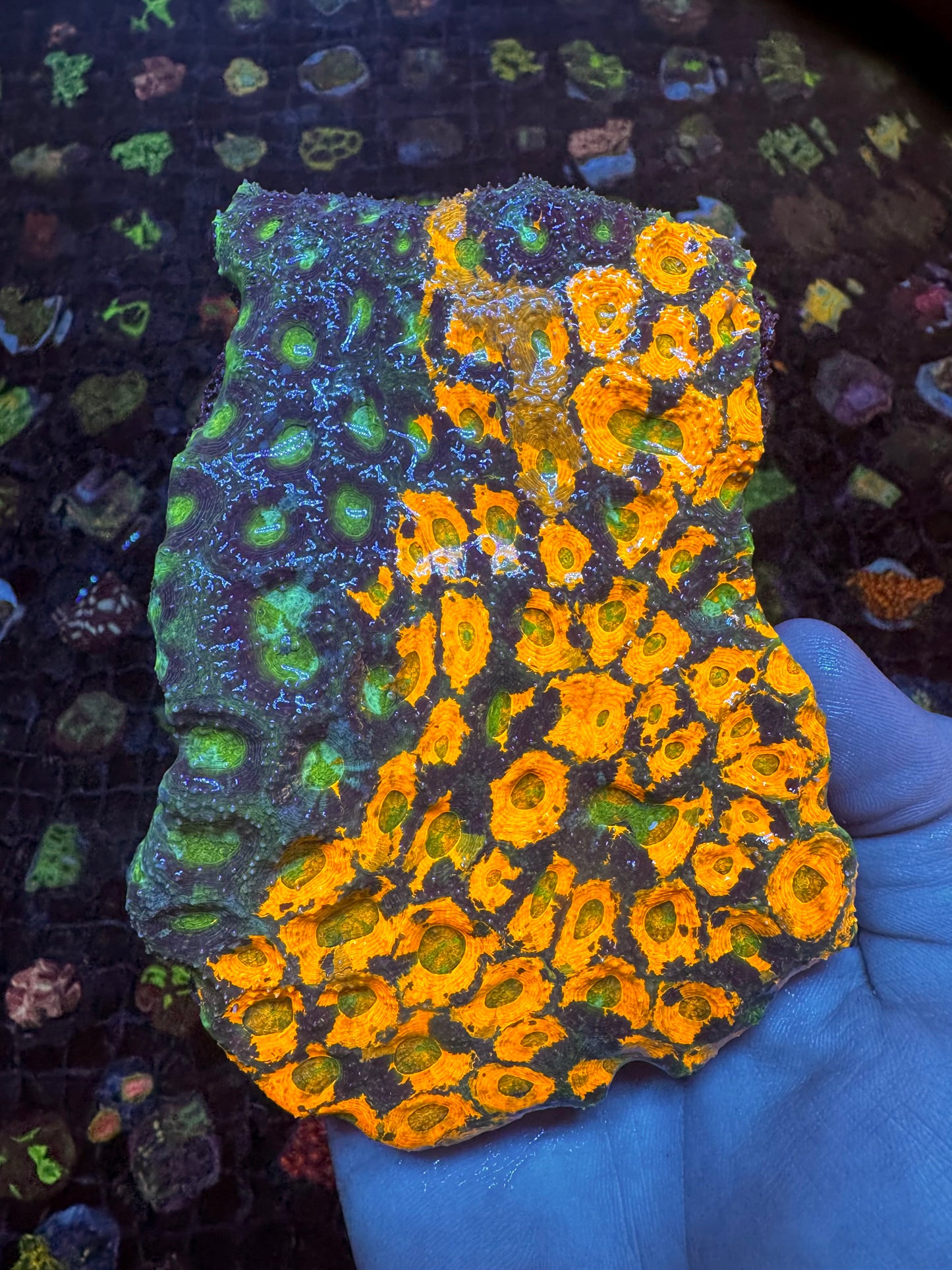 Fire Lizard Enchinata