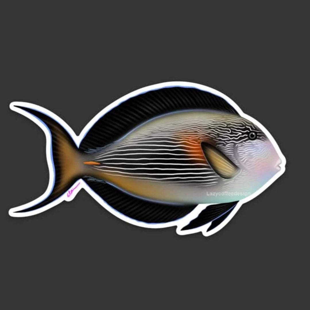 Sohal Doktorfisch