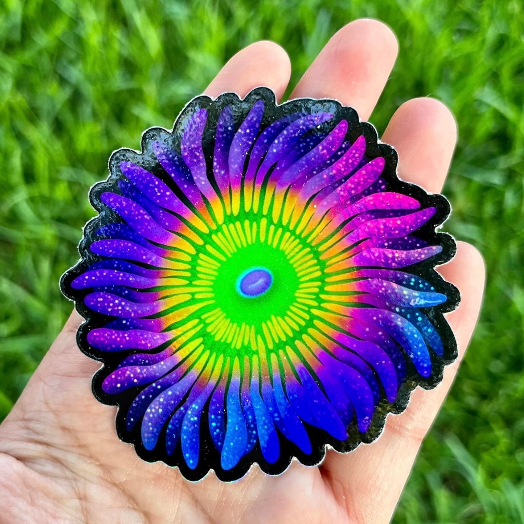 Sunny D Zoa