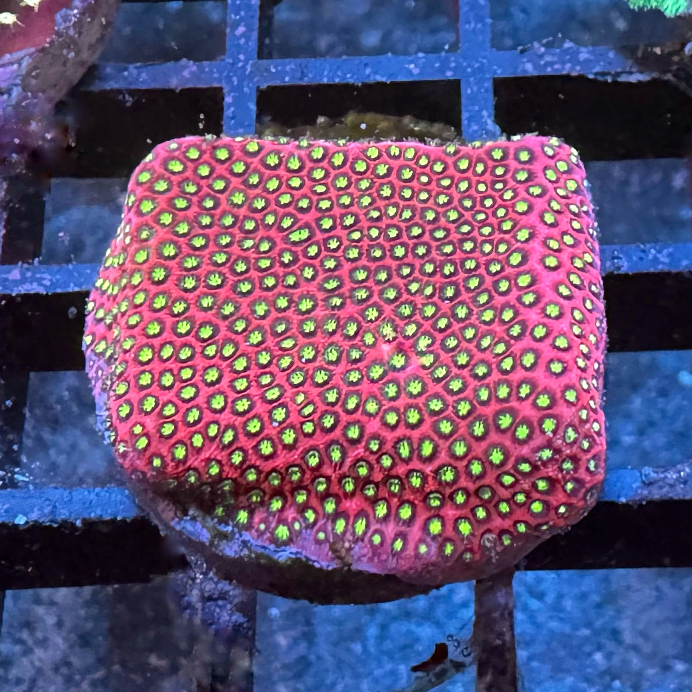 WWC Electric Daisy Stylocoienella
