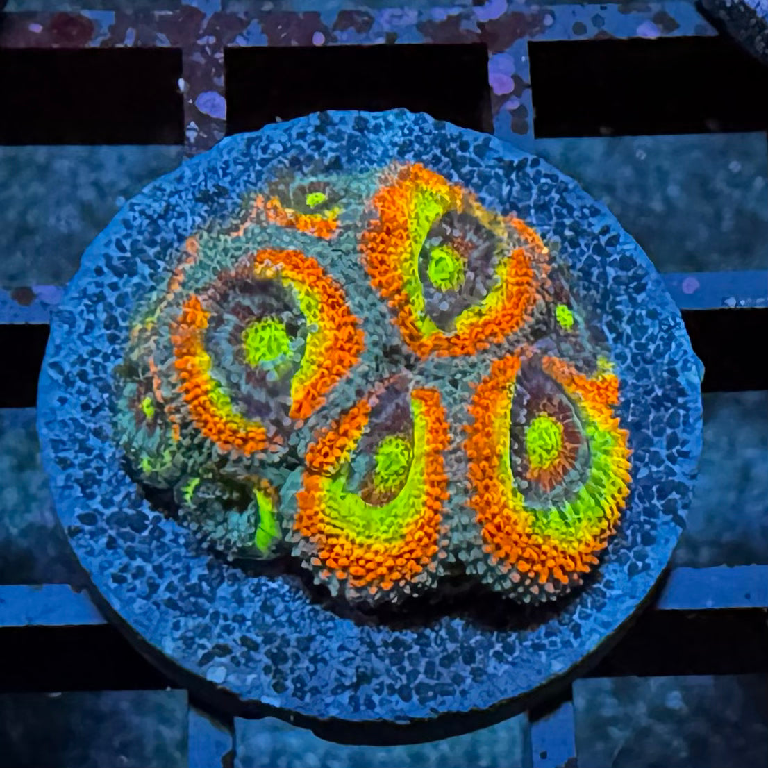 Holy Grail Micromussa