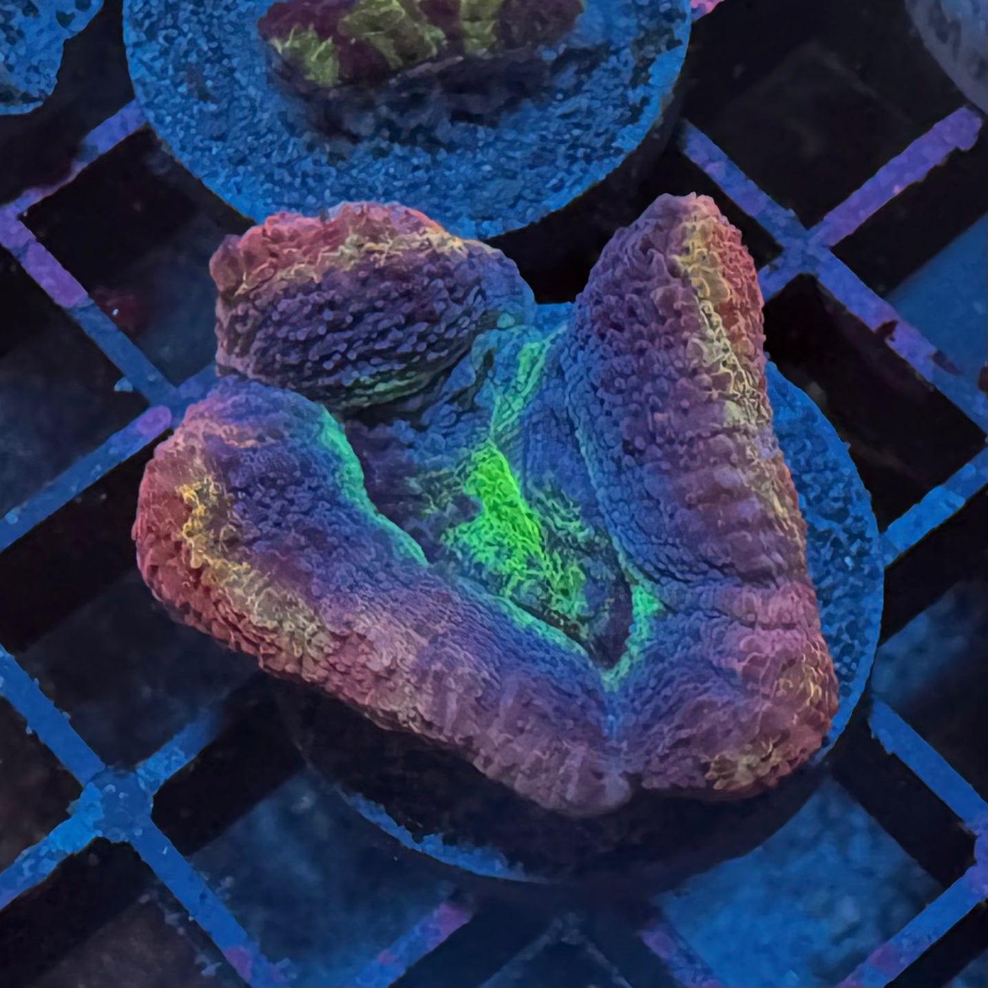 Holy Grail Bowerbanki