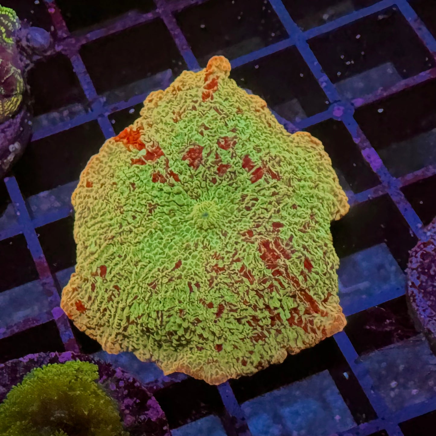 Jawbreaker Discosoma