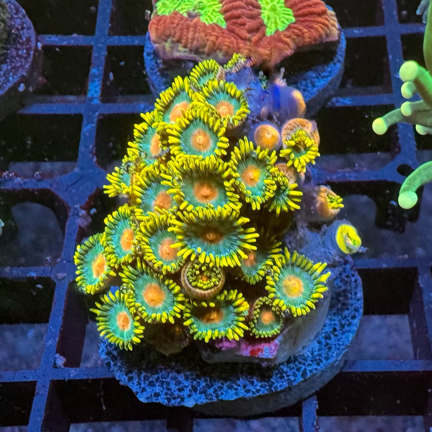 Zia Mix Ableger
