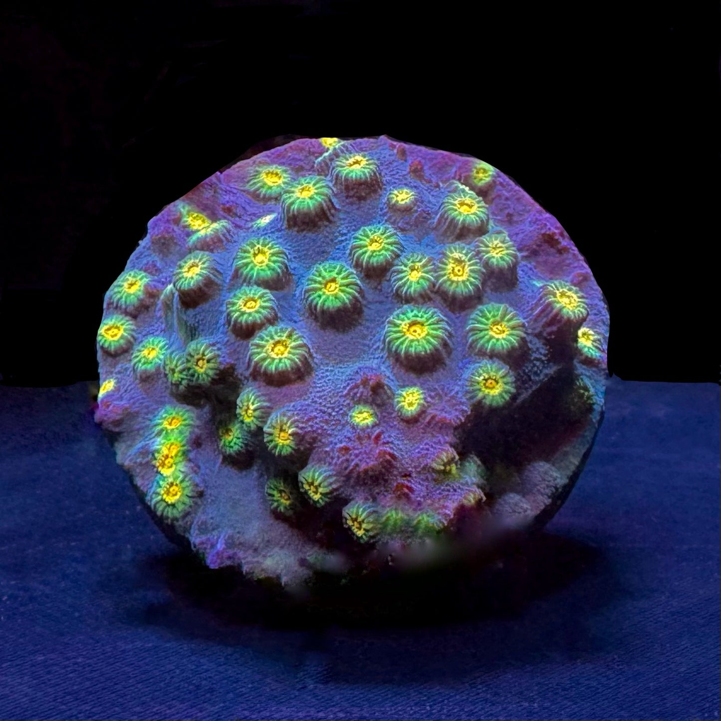 DR Spongebob Cyphastrea