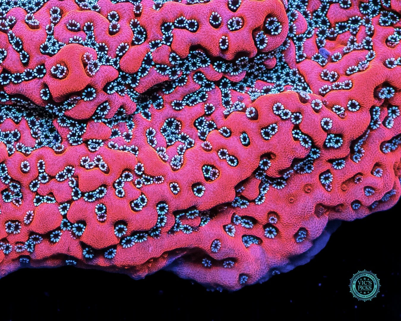 Dragon Fruit Montipora