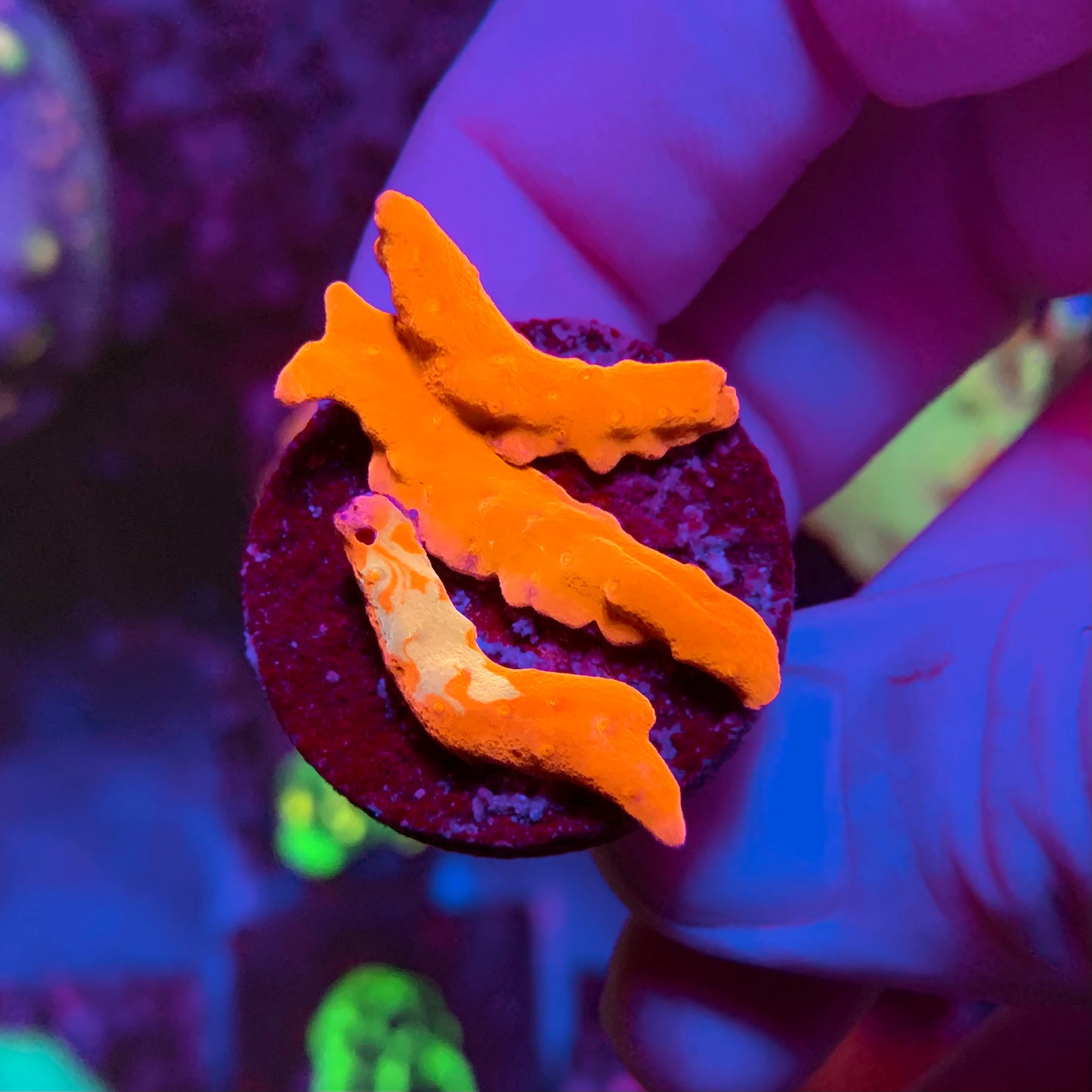 DR Grafted Setosa Montipora