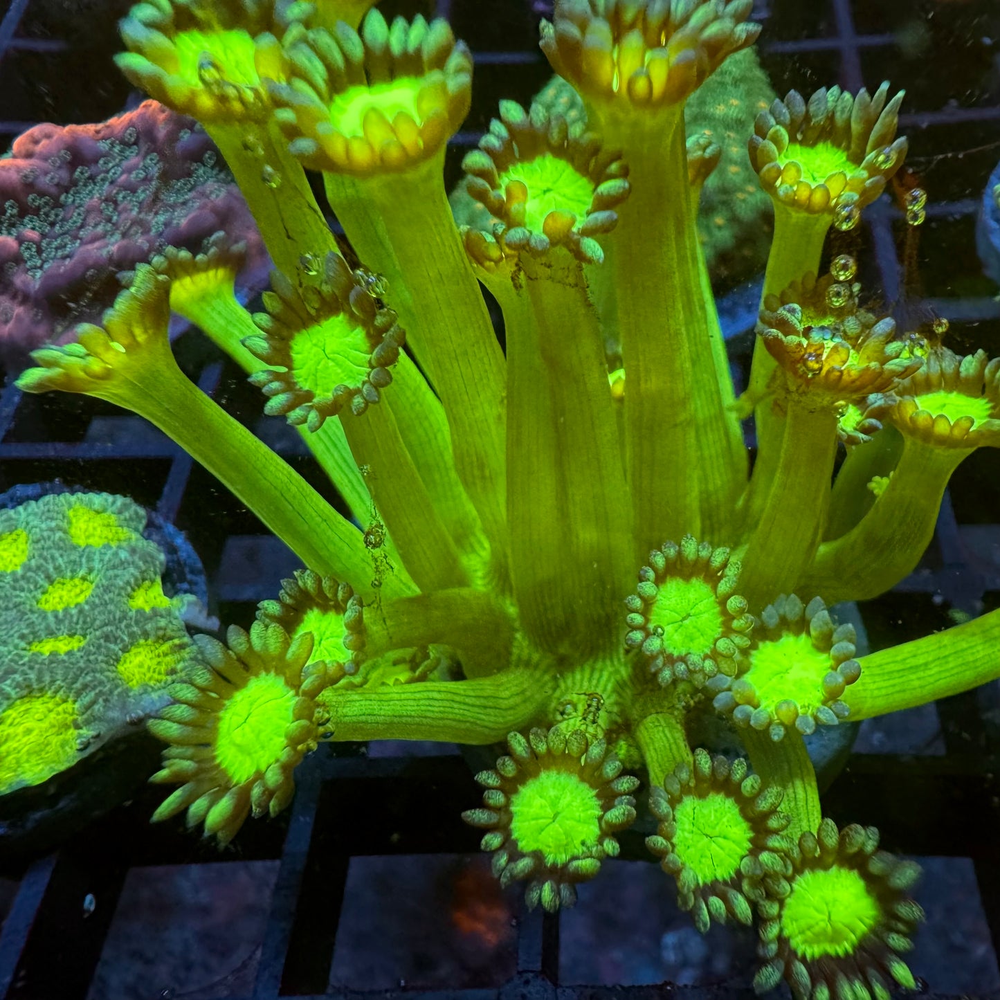 Laser Eraser Goniopora