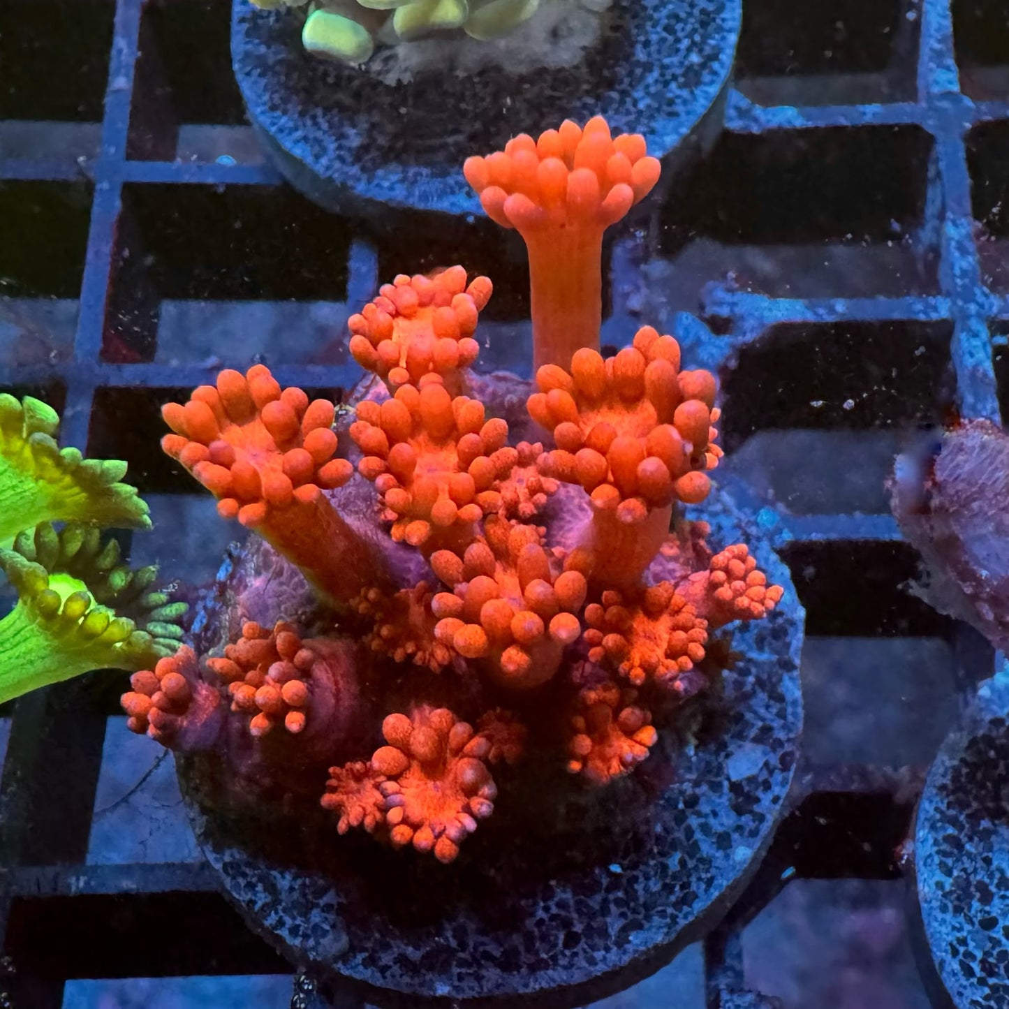 Red Ruby Gonipora