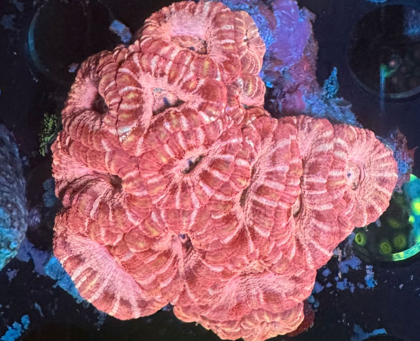 Pink Princess Acan
