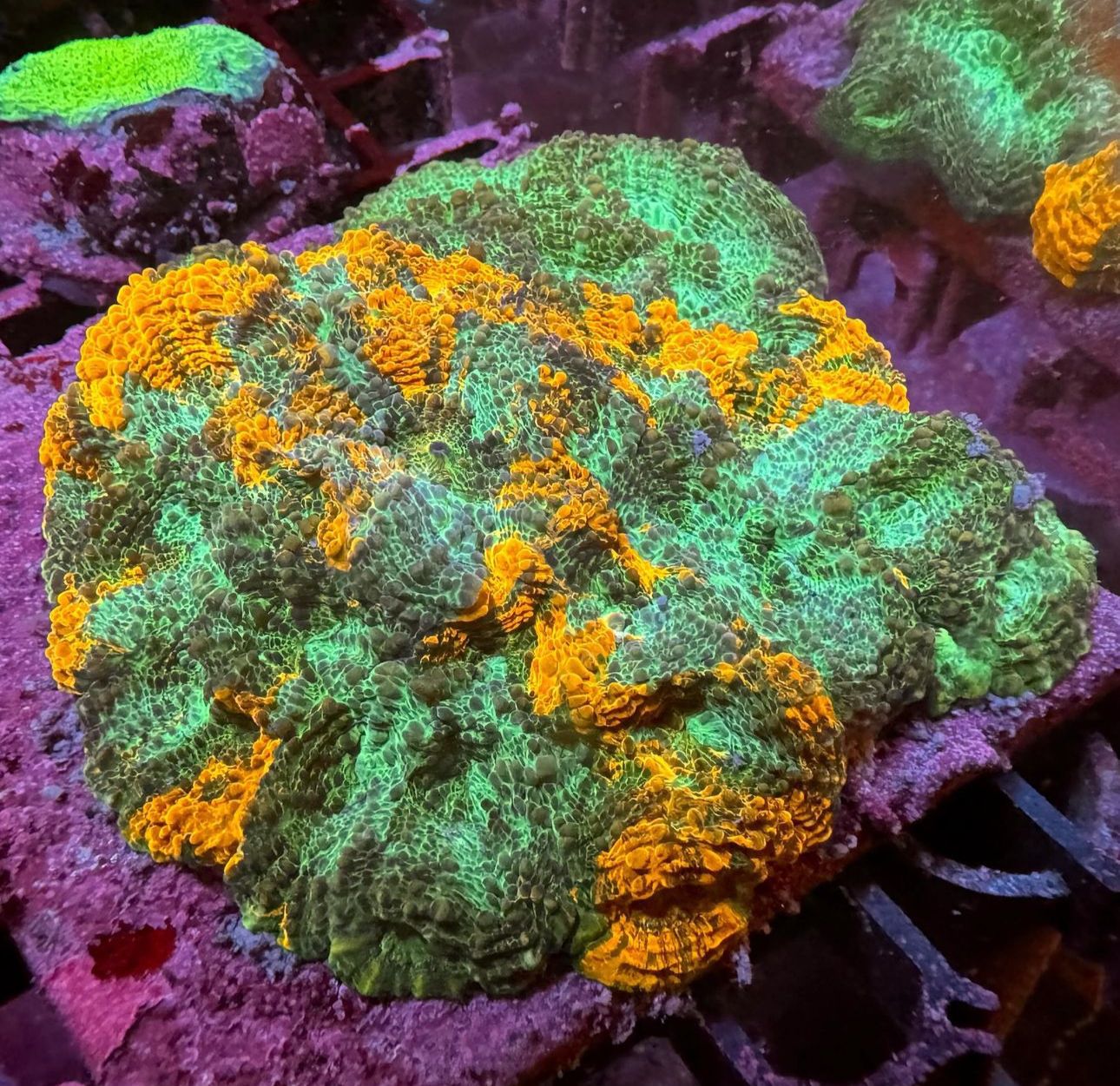 Green Orange Enchinata
