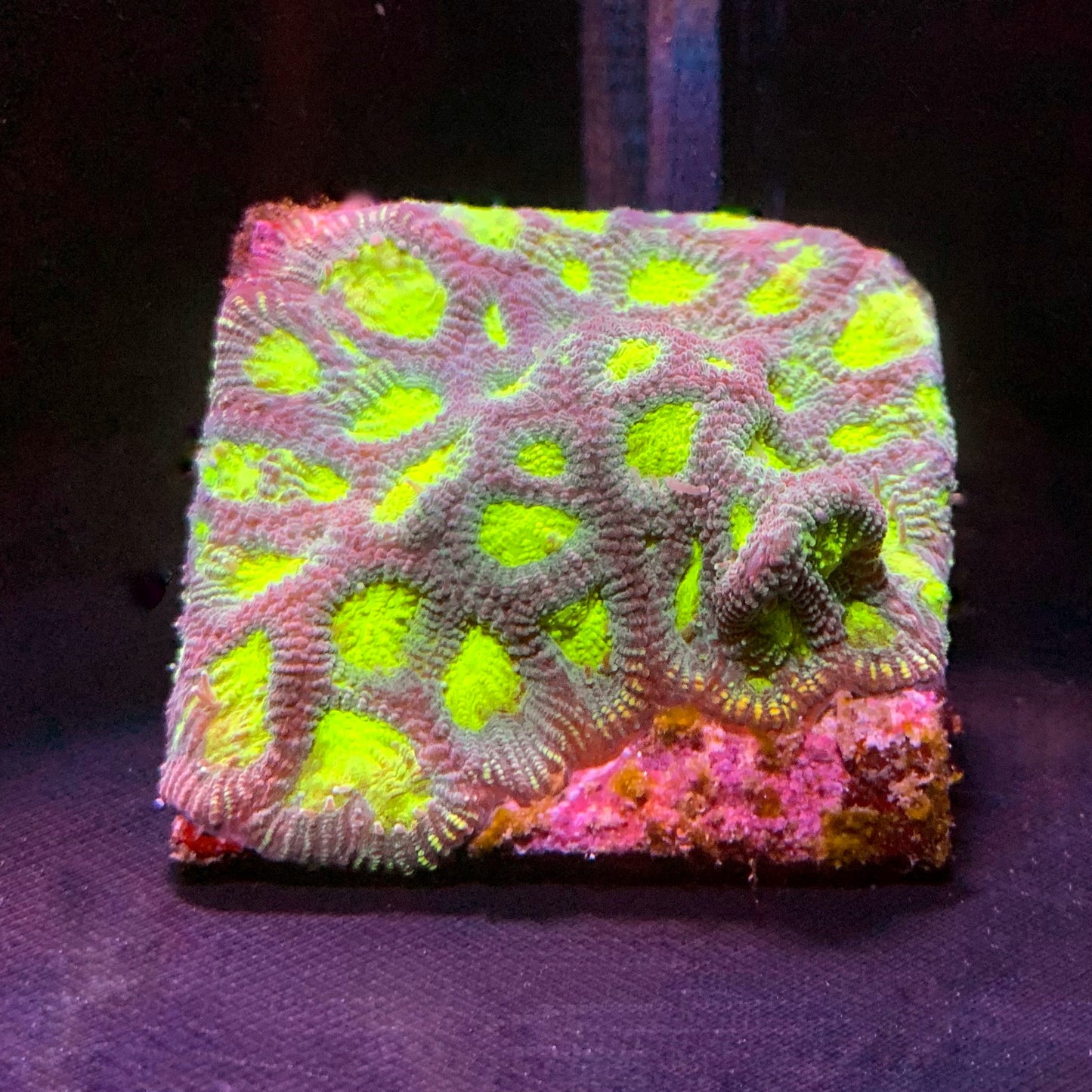 DR Supernova Favia