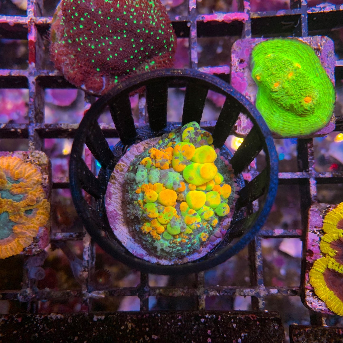 Korallenschutz Coralcage