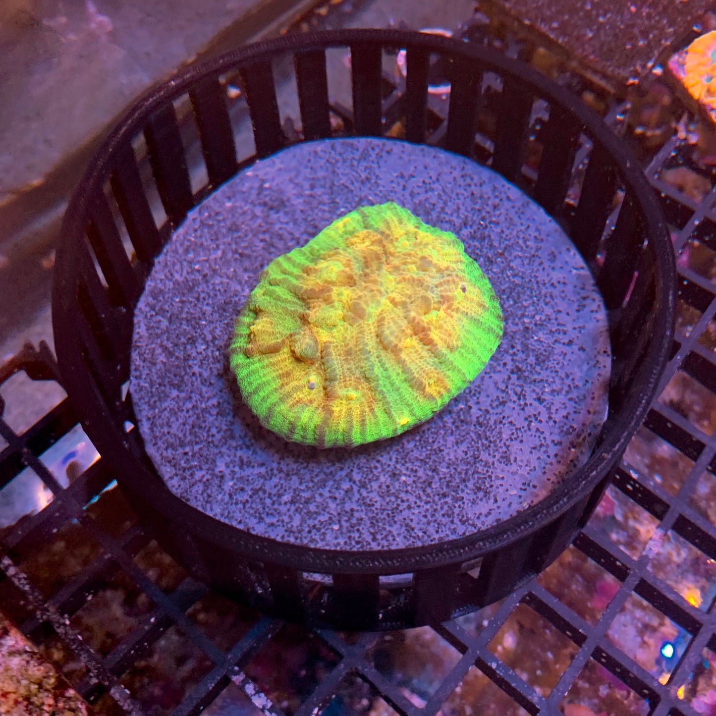 Korallenschutz Coralcage