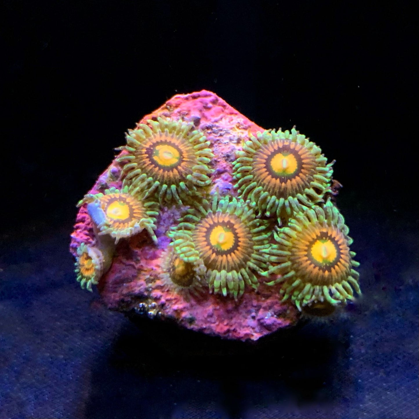 Rainbow Incinerator Zoanthus