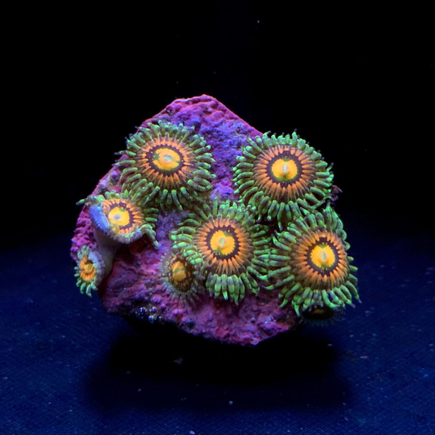 Rainbow Incinerator Zoanthus