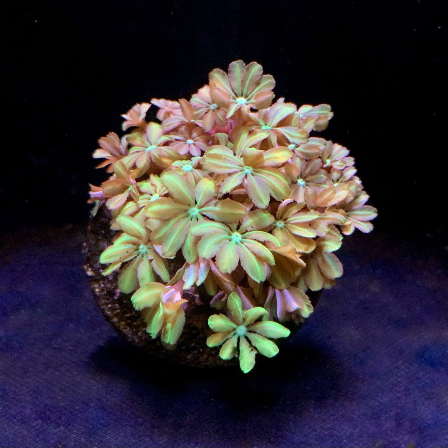 Margaritenkoralle Tubipora Musica