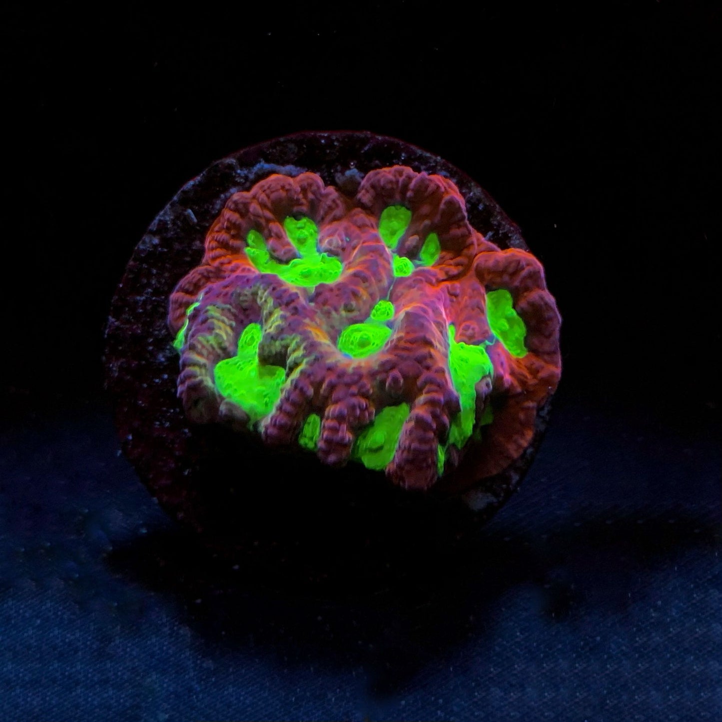 Goblin Fire Goniastrea